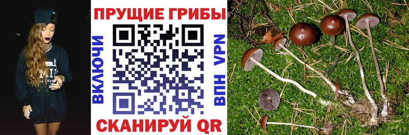 мега онион  Бугульма  Галлюциногенные грибы Psilocybine cubensis 